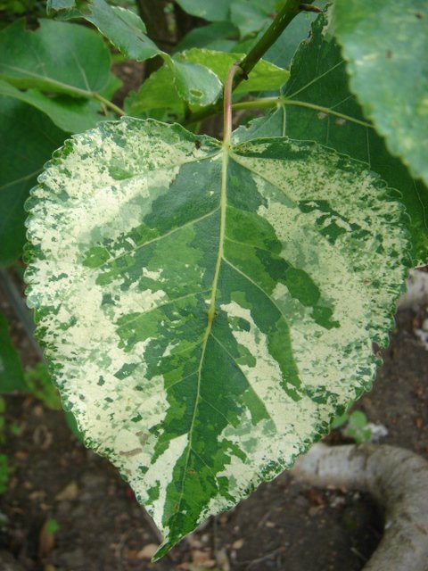 Populus x canadensis'Aurora' feuille P18